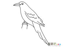 和平鸽简笔画：九种基本语言符号